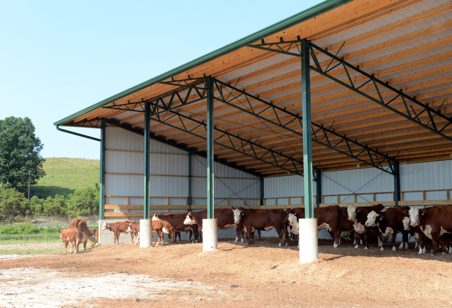 Covered cattle shelter
